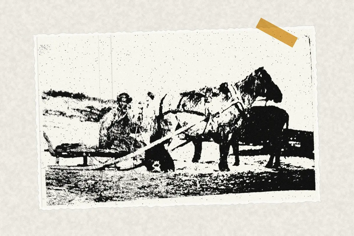 Illustration: Manchu farmer & horse sledge in Manchu Wedge 01, from a period photograph (1900), redrawn as a photocopied cutting.