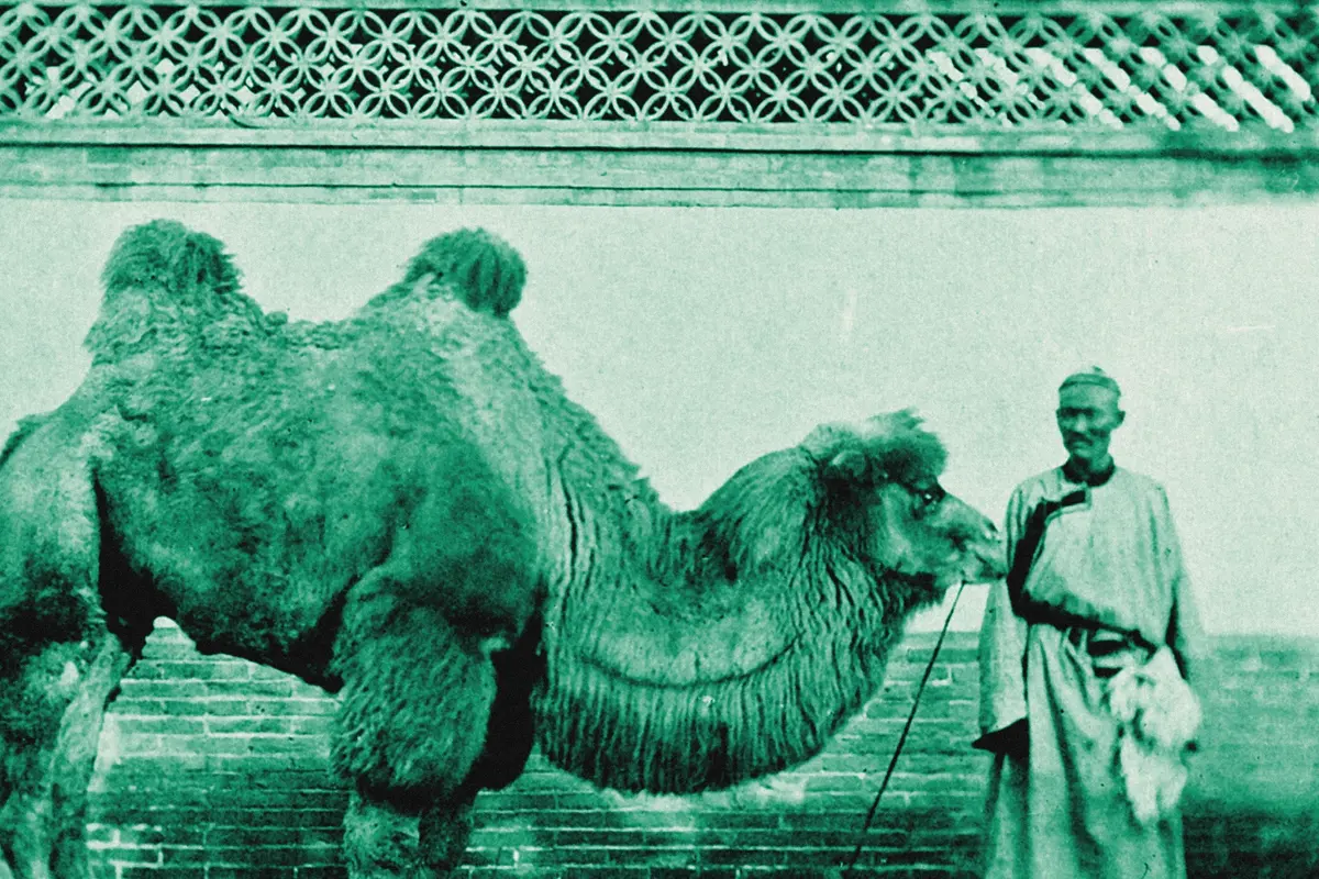 Illustration: THE PEKINGESE CAMEL, from a nineteenth-century photograph (1898), redrawn as a jade blue pencil duotone.